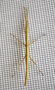 Insecte bastó (Carausius morosus)
